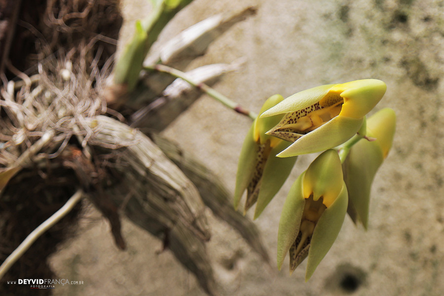 Flores do outono - Orquídea: Catasetum macrocarpum/flor masculina - Channel