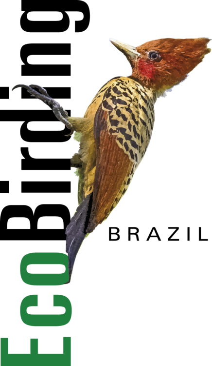 EcoBirding Brazil